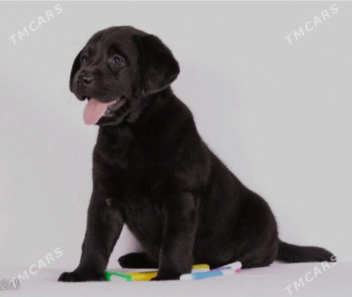 лабрадор - Туркменабат - img 1