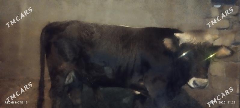 öküz - Бузмеин - img 4