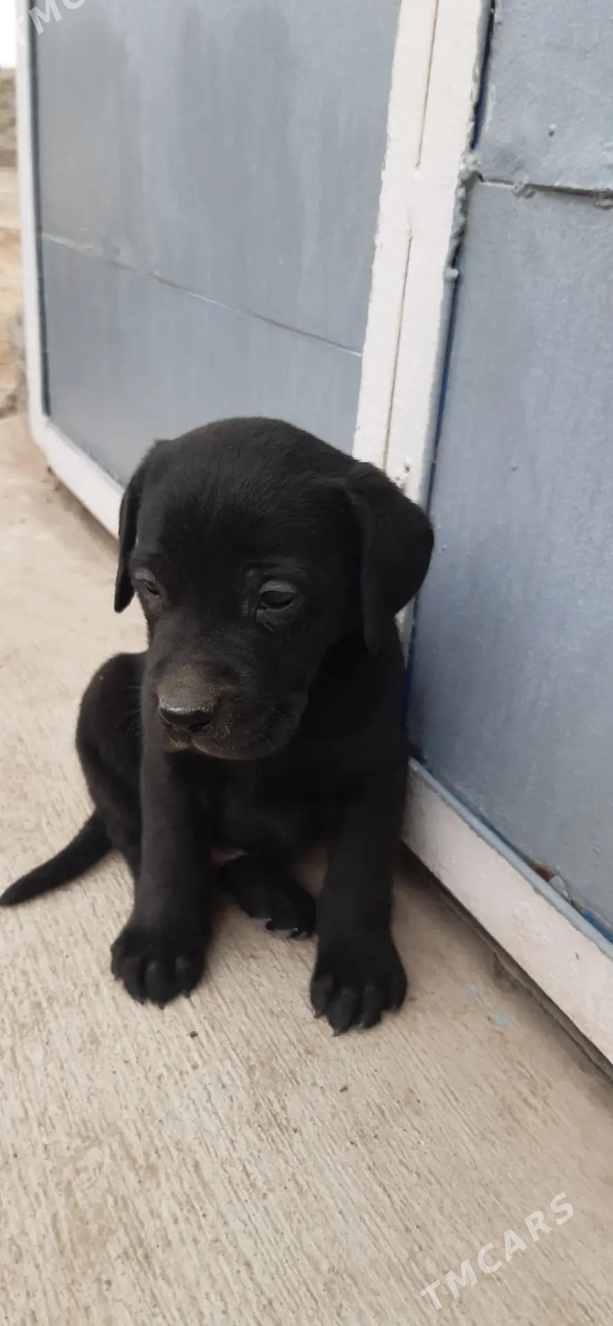 лабрадор - Туркменабат - img 2