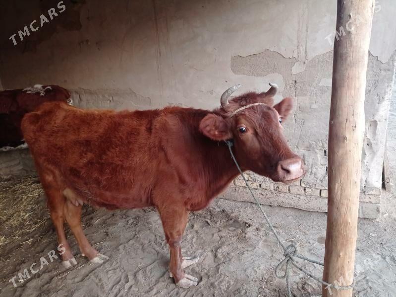 gaçar - Дашогуз - img 5