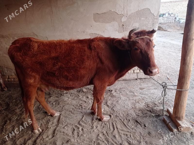 gaçar - Дашогуз - img 1