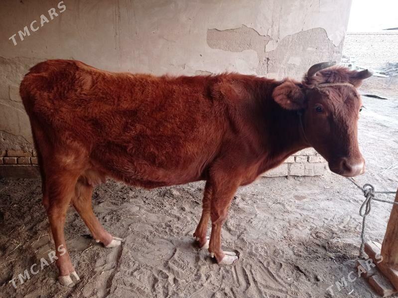 gaçar - Дашогуз - img 2