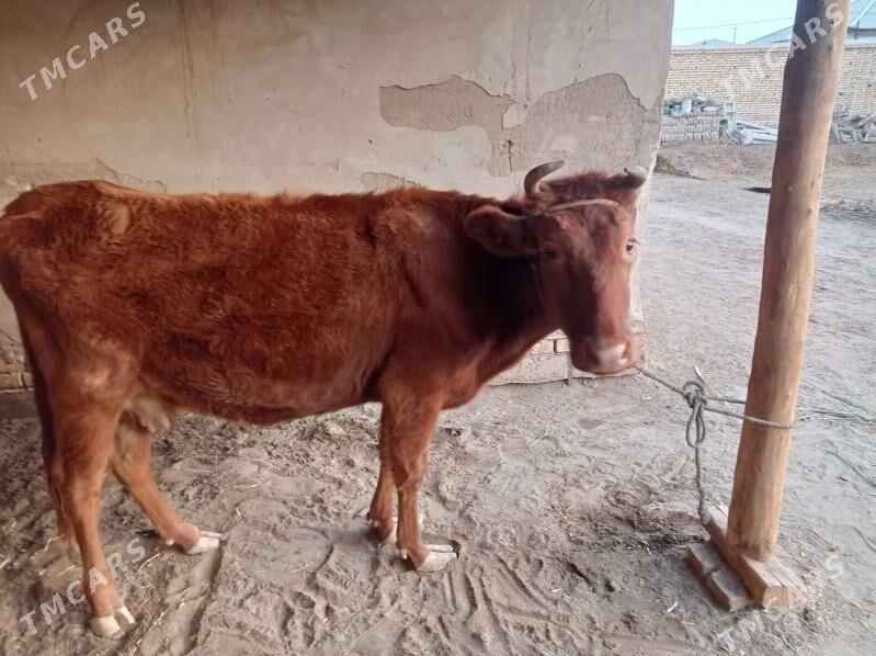 gaçar - Дашогуз - img 3