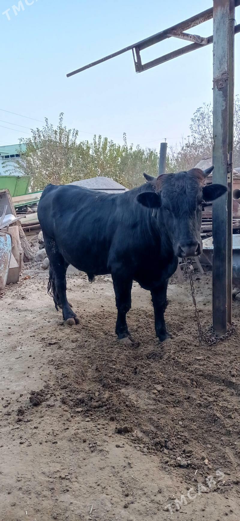 öküz - Анев - img 2