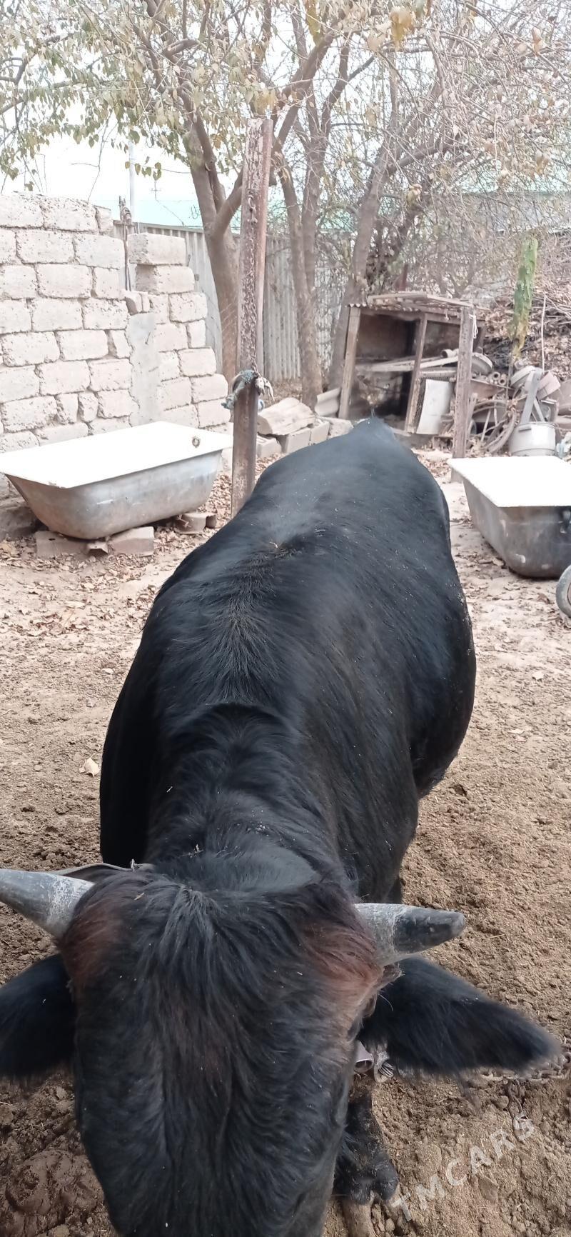 öküz - Анев - img 3