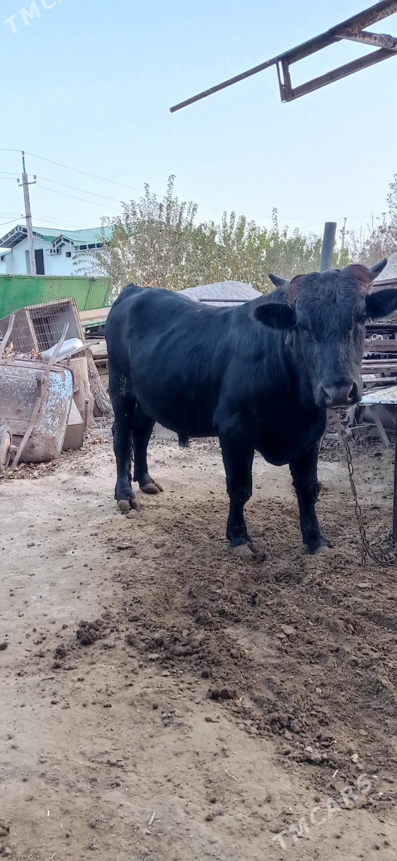 öküz - Анев - img 4