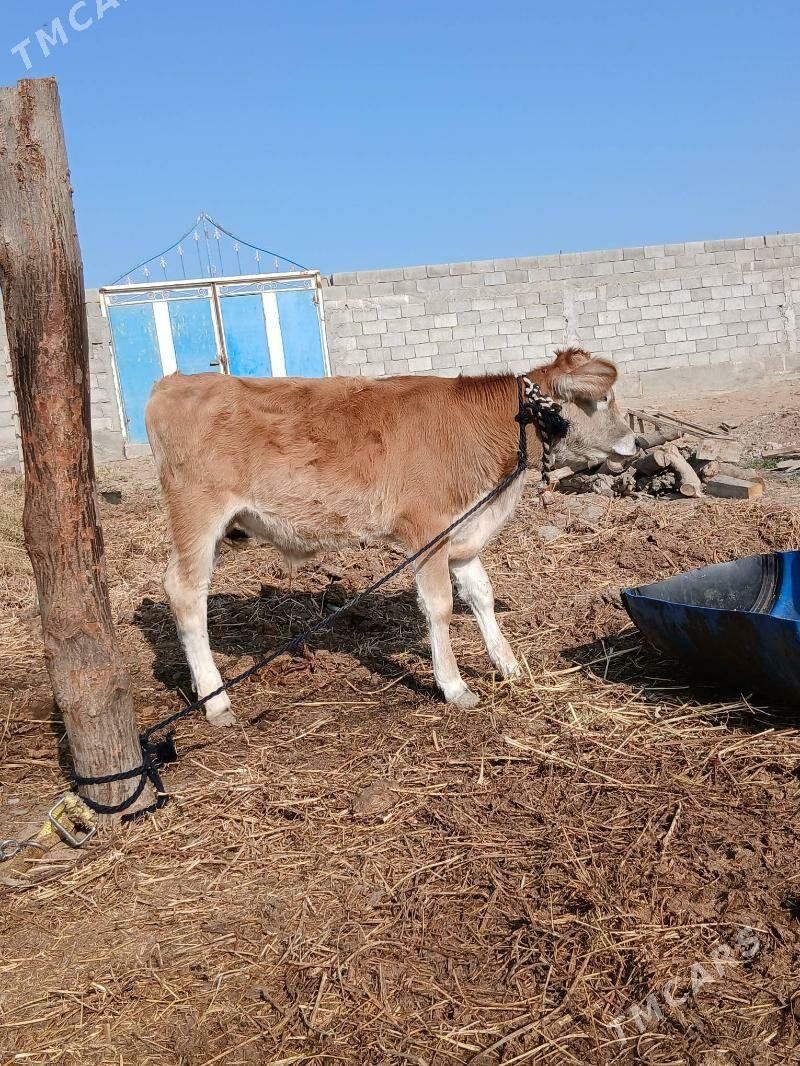 Okuz - Gökdepe - img 2