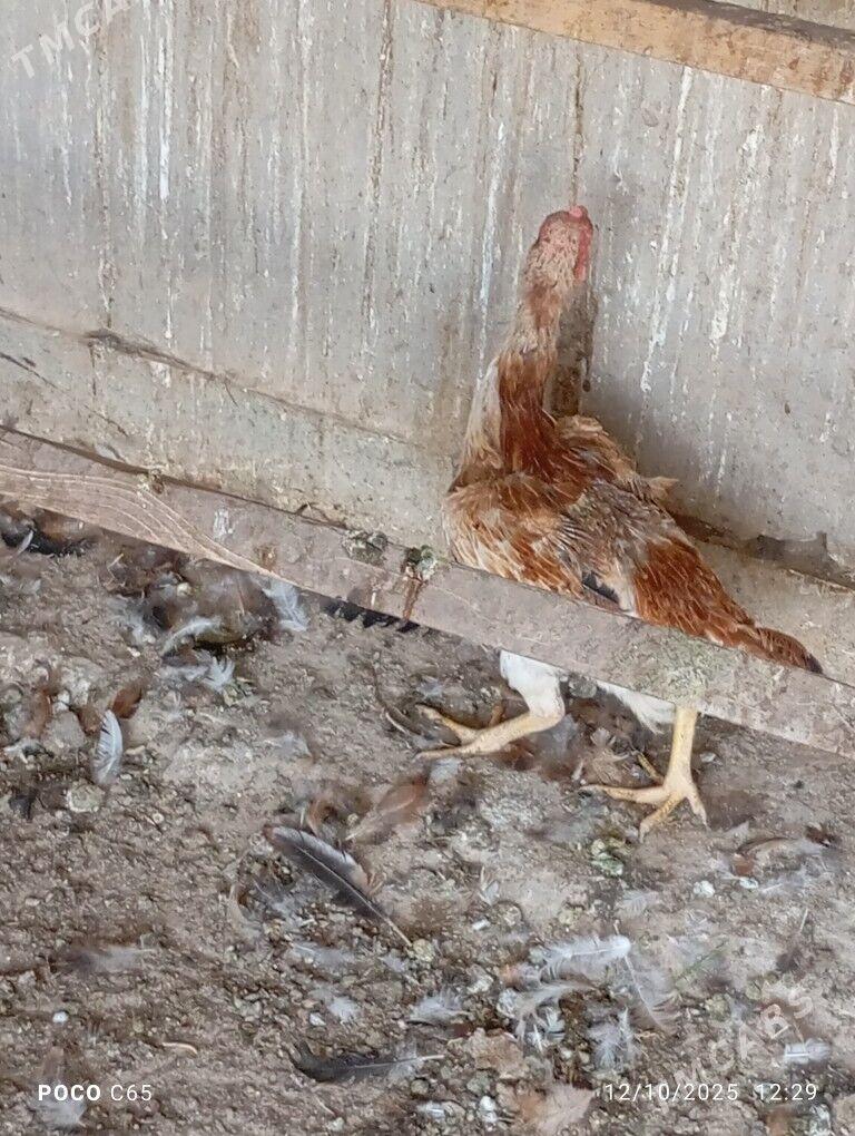 baysy maki - Сакар - img 2