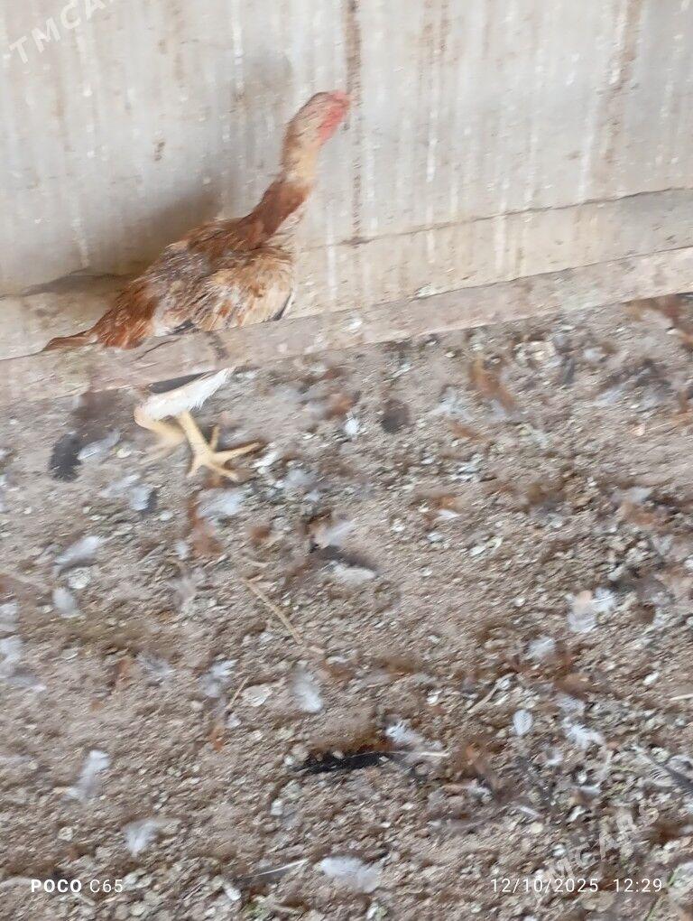 baysy maki - Сакар - img 3