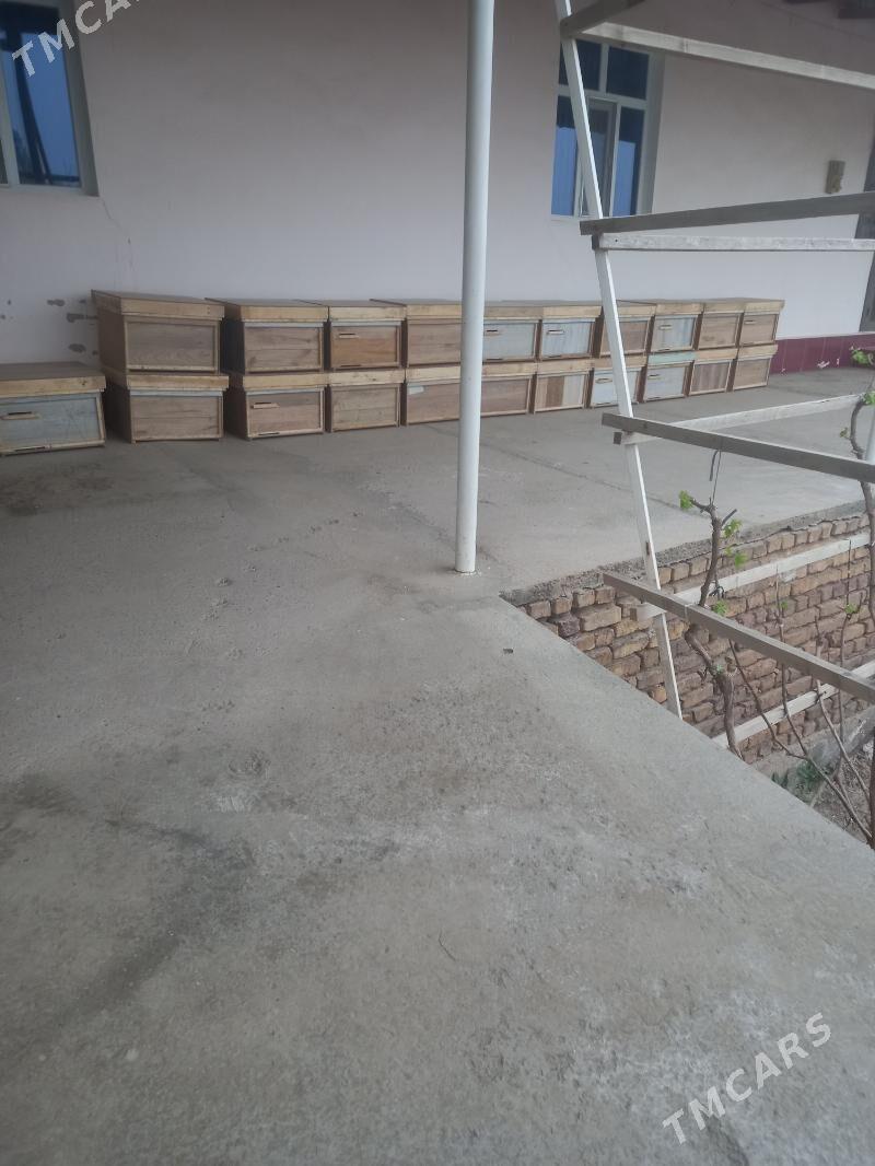 bal ary yassik - Daşoguz - img 2