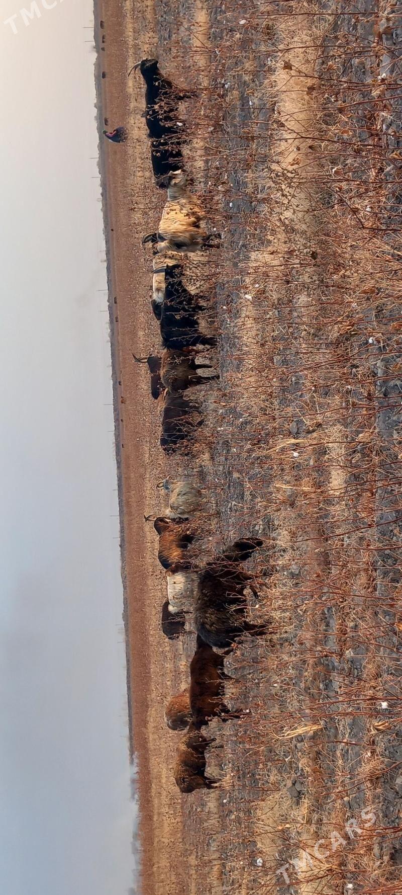 Goyun serke geciler - Garabekewül - img 9