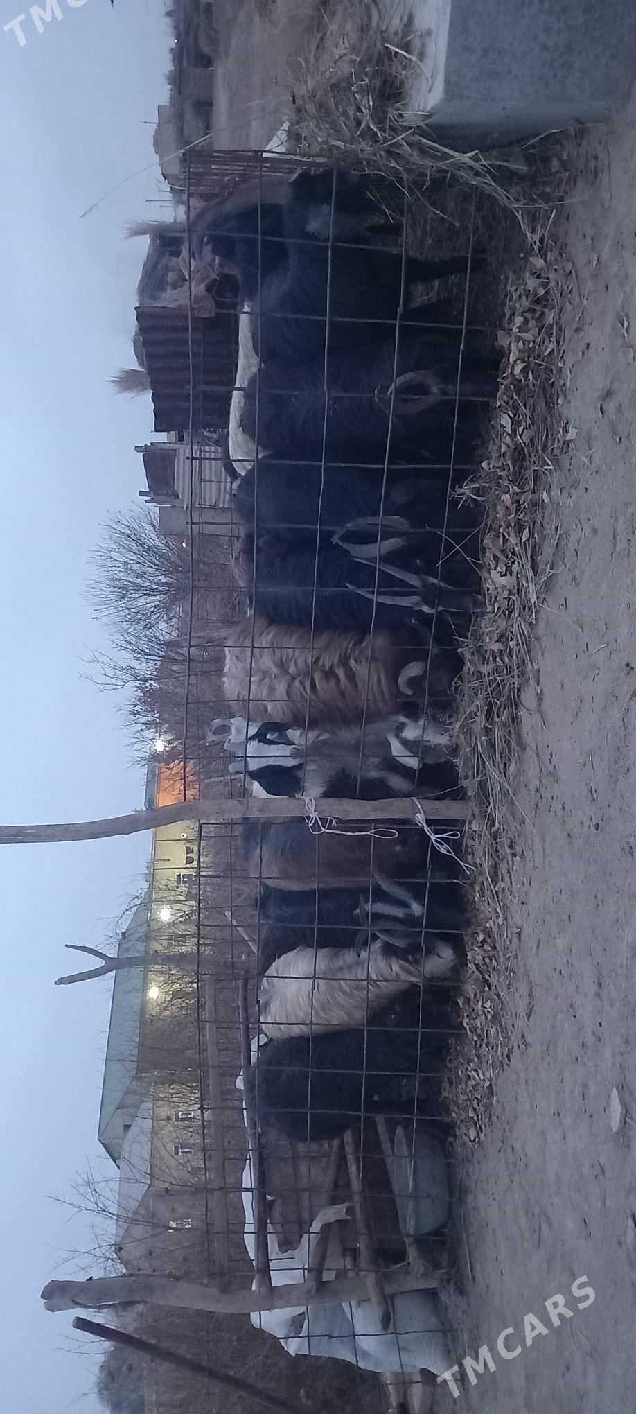 Goyun serke geciler - Garabekewül - img 7