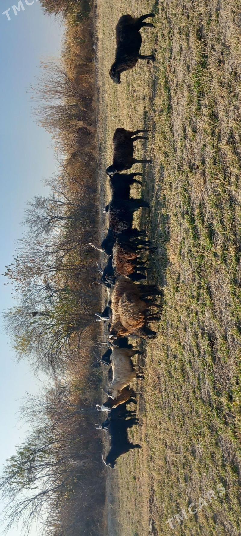 Goyun serke geciler - Garabekewül - img 3