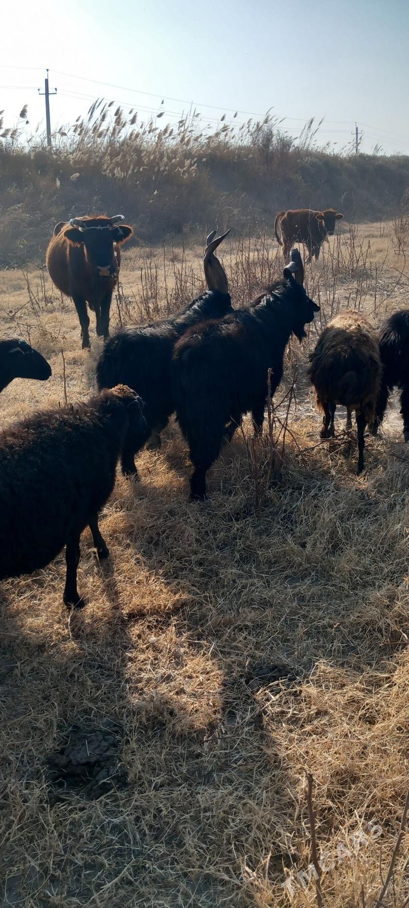 Goyun serke geciler - Garabekewül - img 5