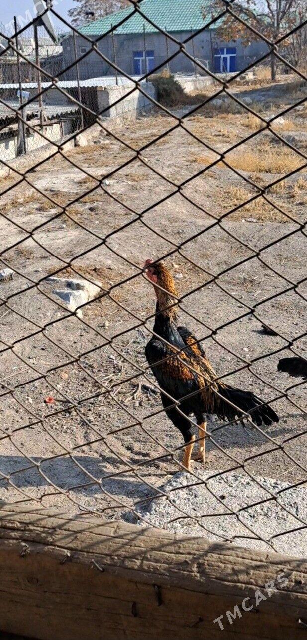 Tasgent horaz - Багир - img 2