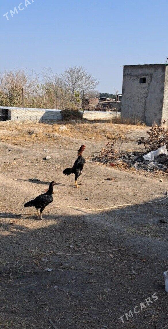 Tasgent horaz - Багир - img 3