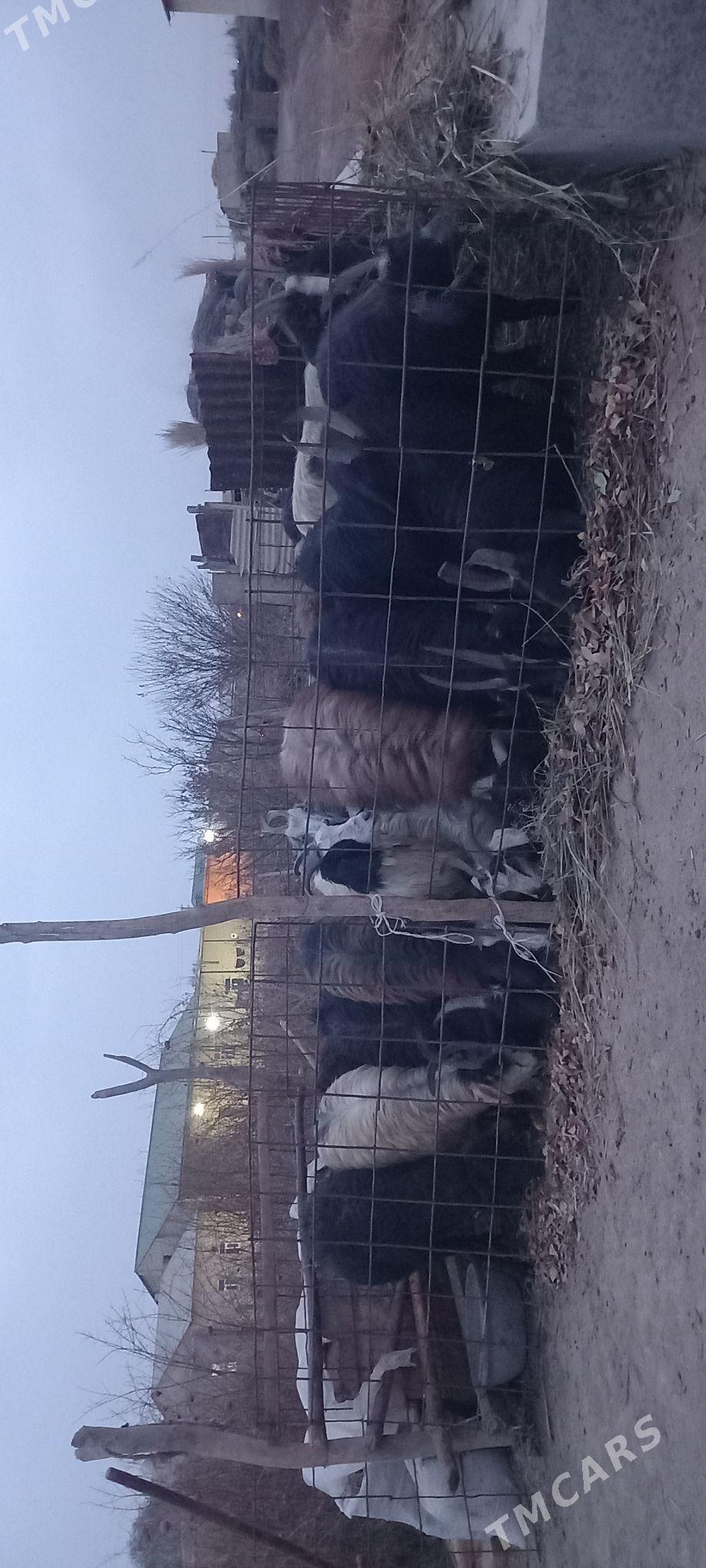 Goyun serke geciler - Garabekewül - img 8