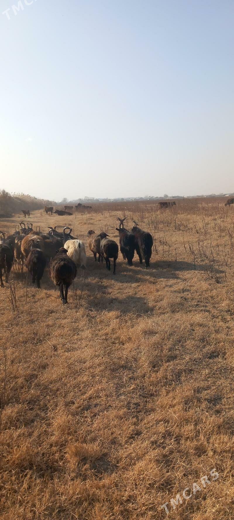 Goyun serke geciler - Garabekewül - img 4