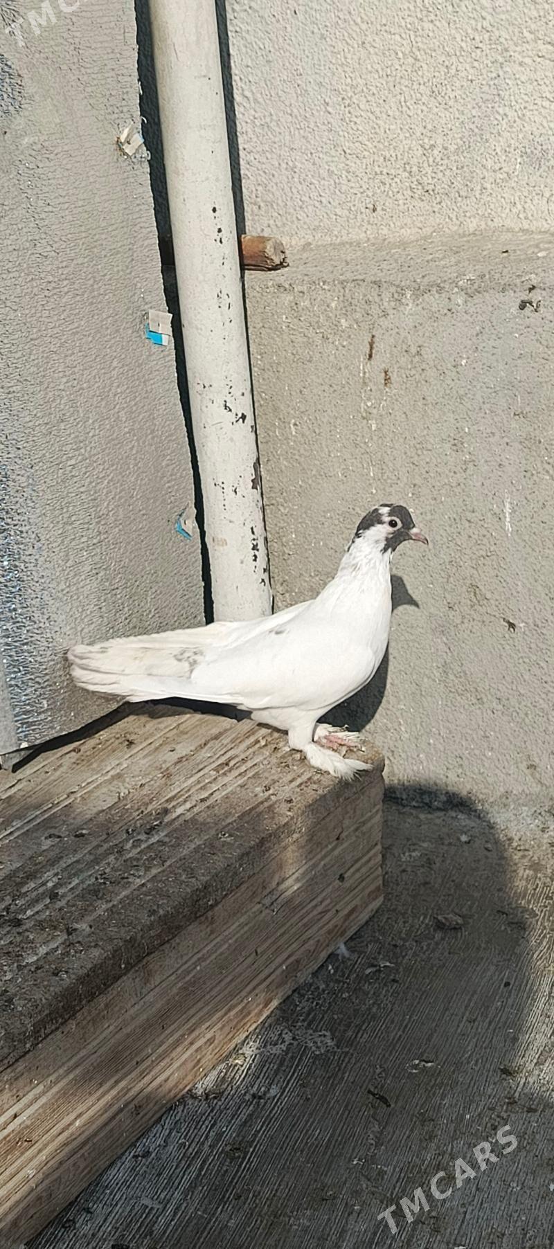 kepderi - Hitrowka - img 2