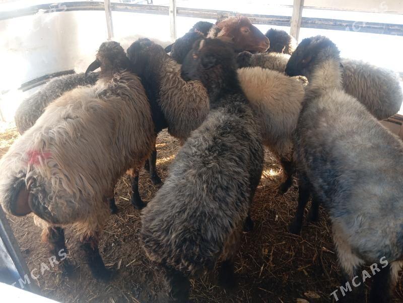 bakylan goyunlar - Aşgabat - img 2