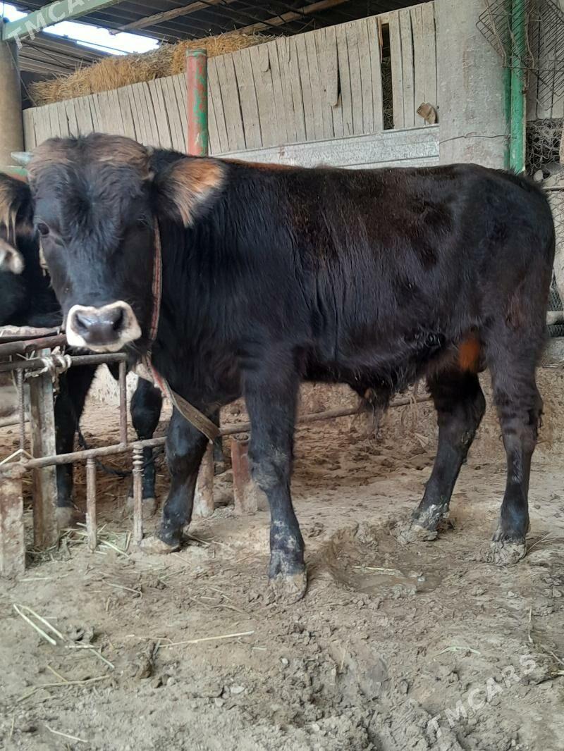 okuz - Яшлык - img 3