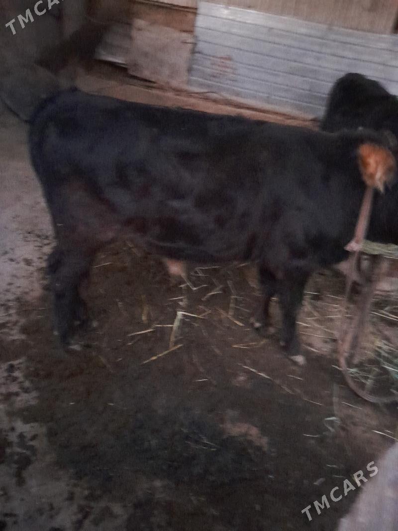 okuz - Яшлык - img 2