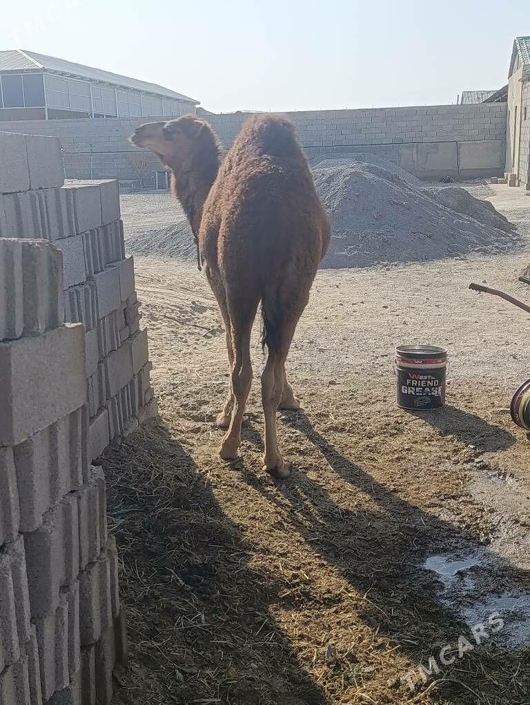 Owşuk - Гёкдепе - img 3