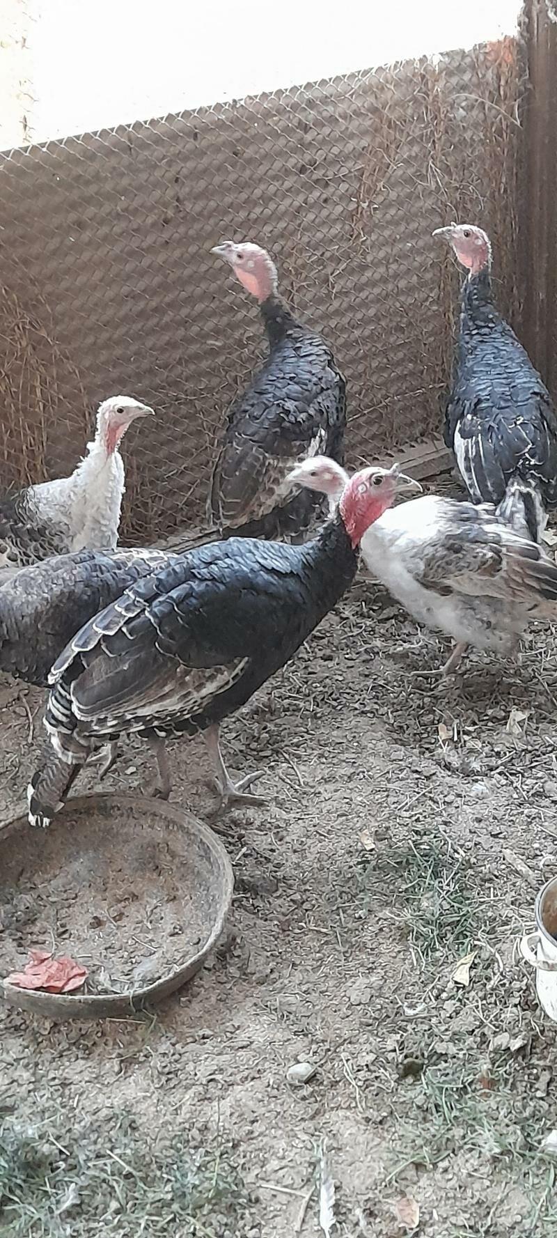 induk - Бахарден - img 3