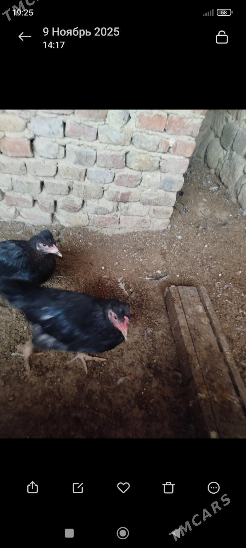 horazlar - Гызыларбат - img 2