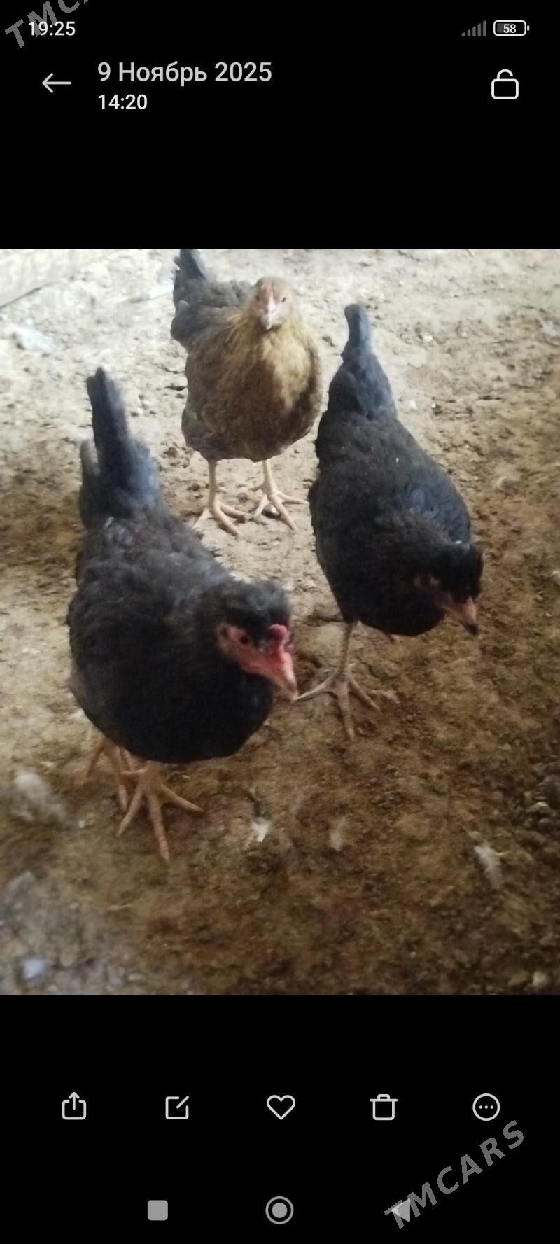 horazlar - Гызыларбат - img 4