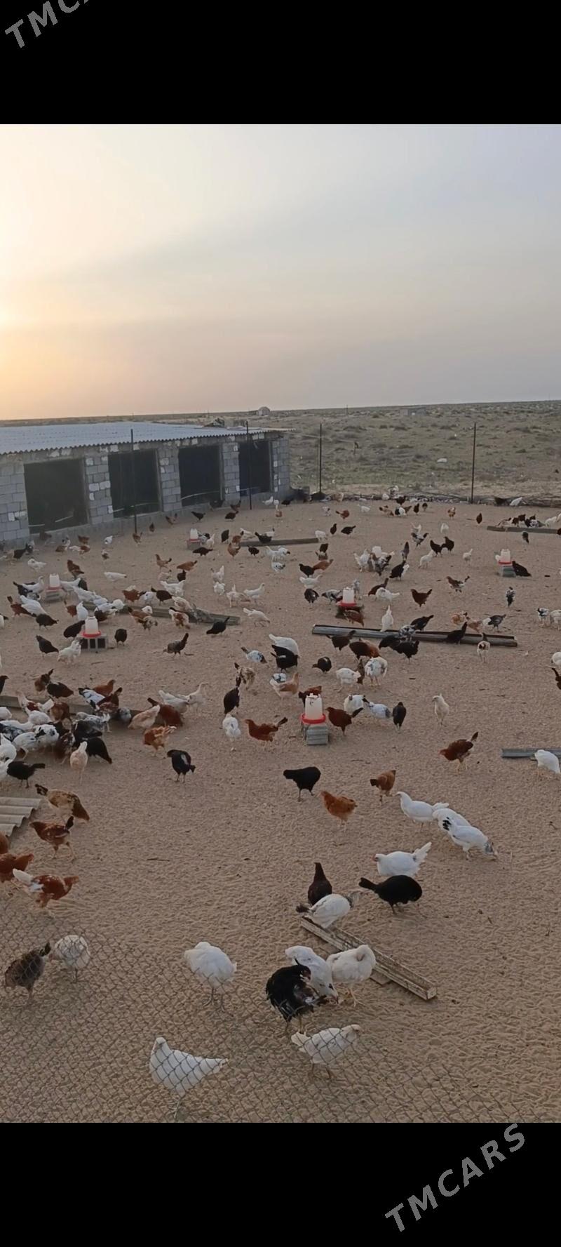 boş yer saryk oba - Ак-Бугдайский этрап - img 2