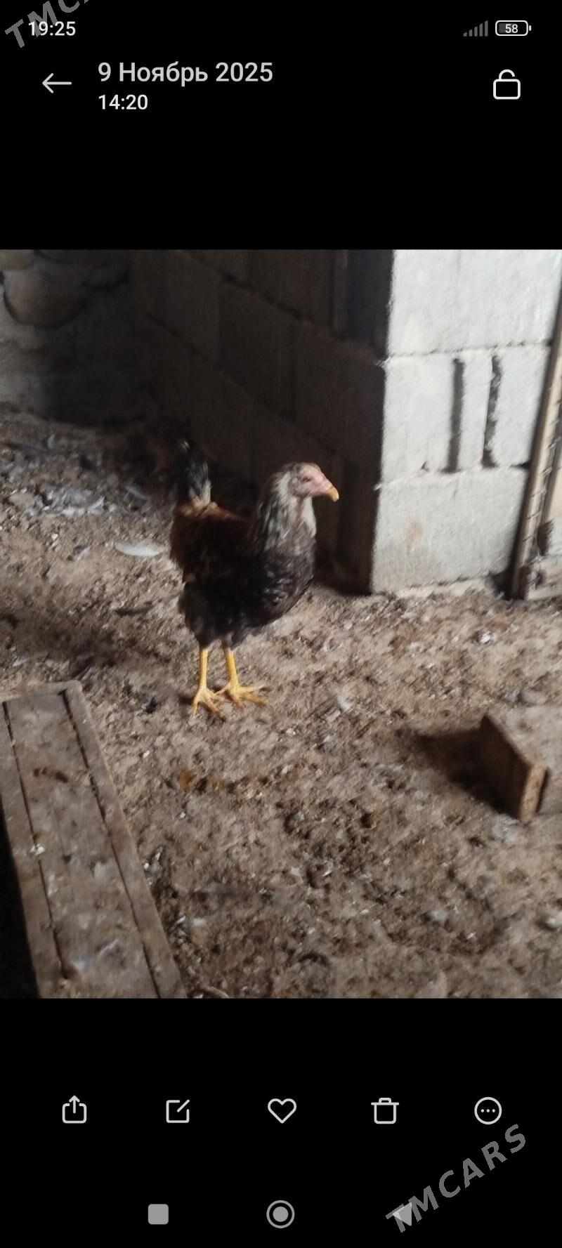 horazlar - Гызыларбат - img 3