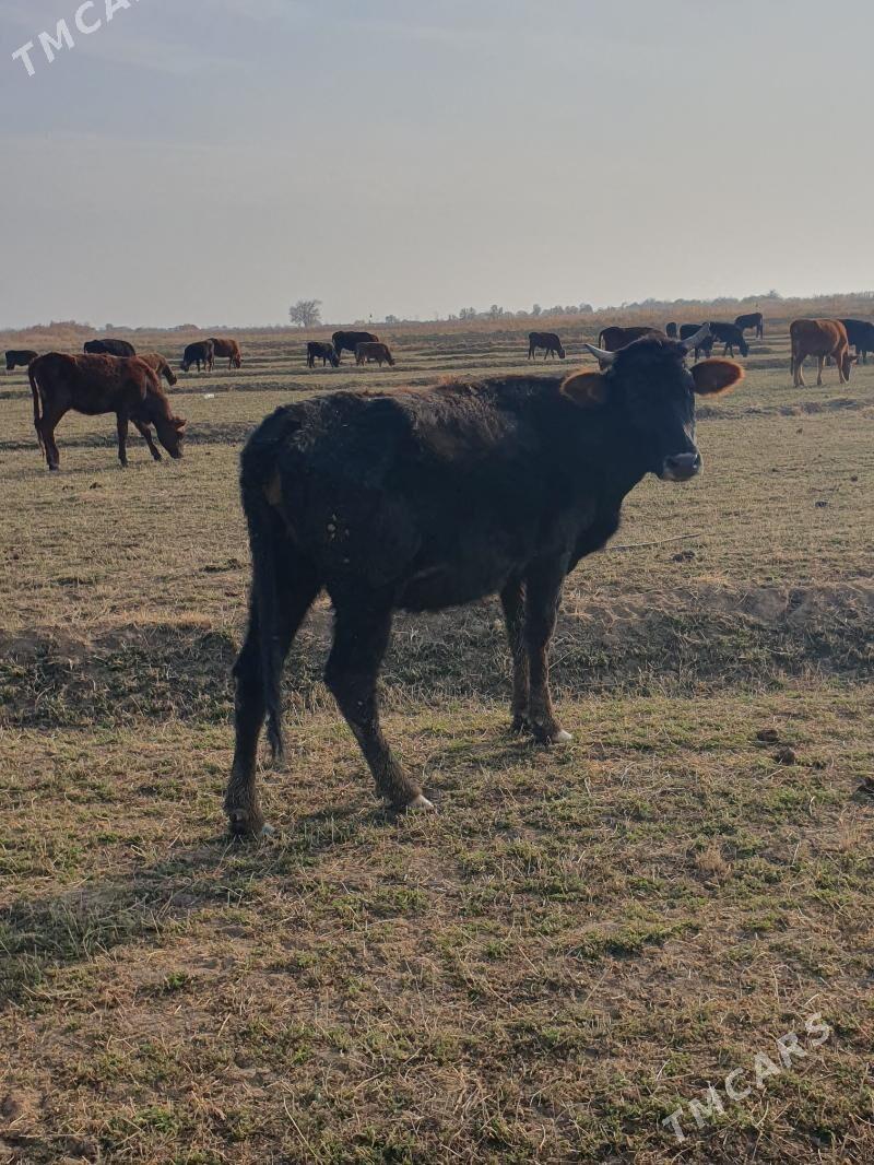 golelisygyr - Векильбазар - img 6