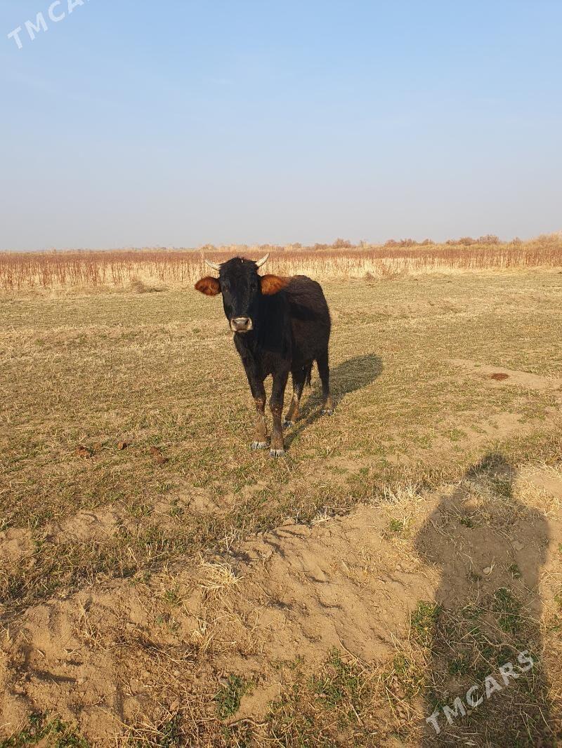 golelisygyr - Векильбазар - img 10