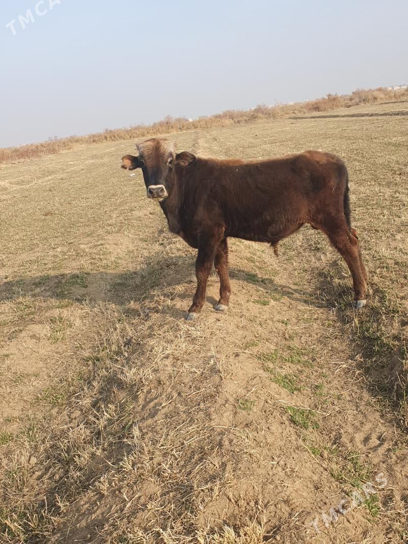 golelisygyr - Векильбазар - img 4