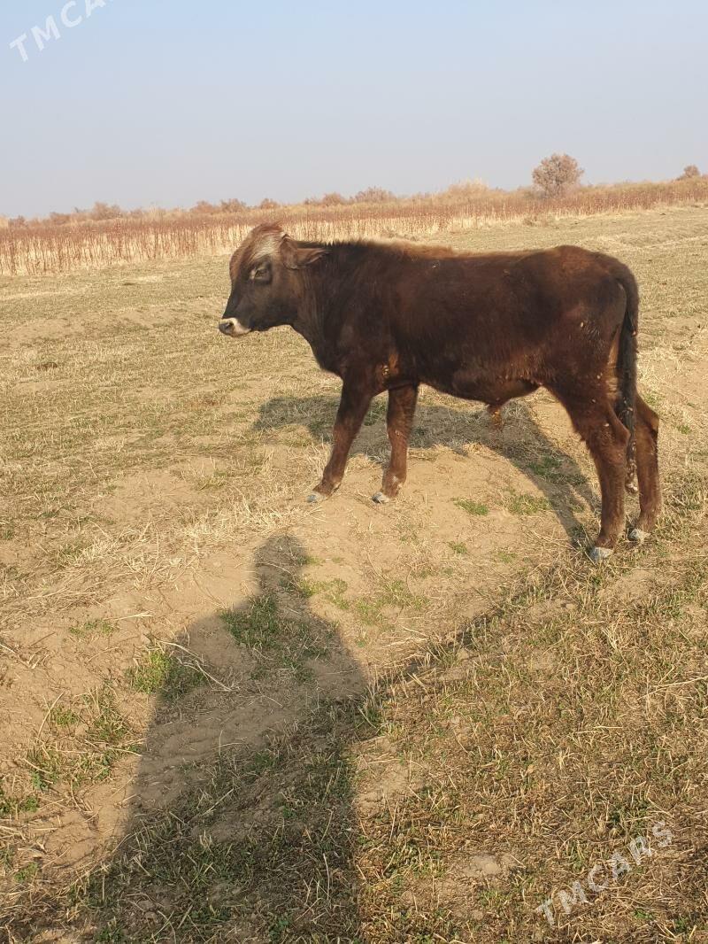 golelisygyr - Векильбазар - img 3