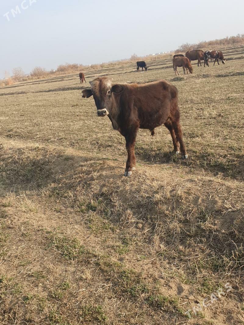 golelisygyr - Векильбазар - img 5