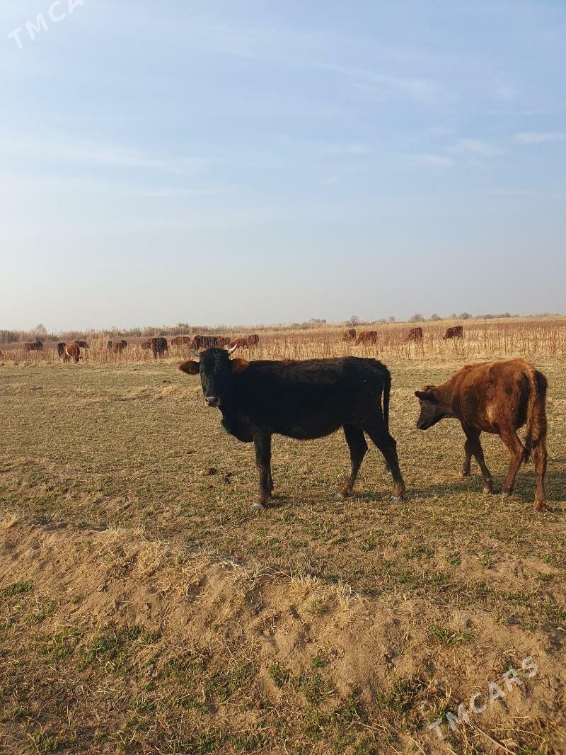 golelisygyr - Векильбазар - img 8