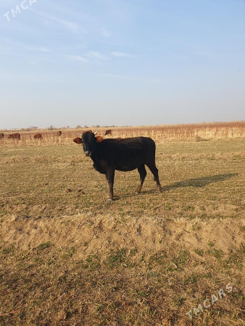 golelisygyr - Векильбазар - img 9