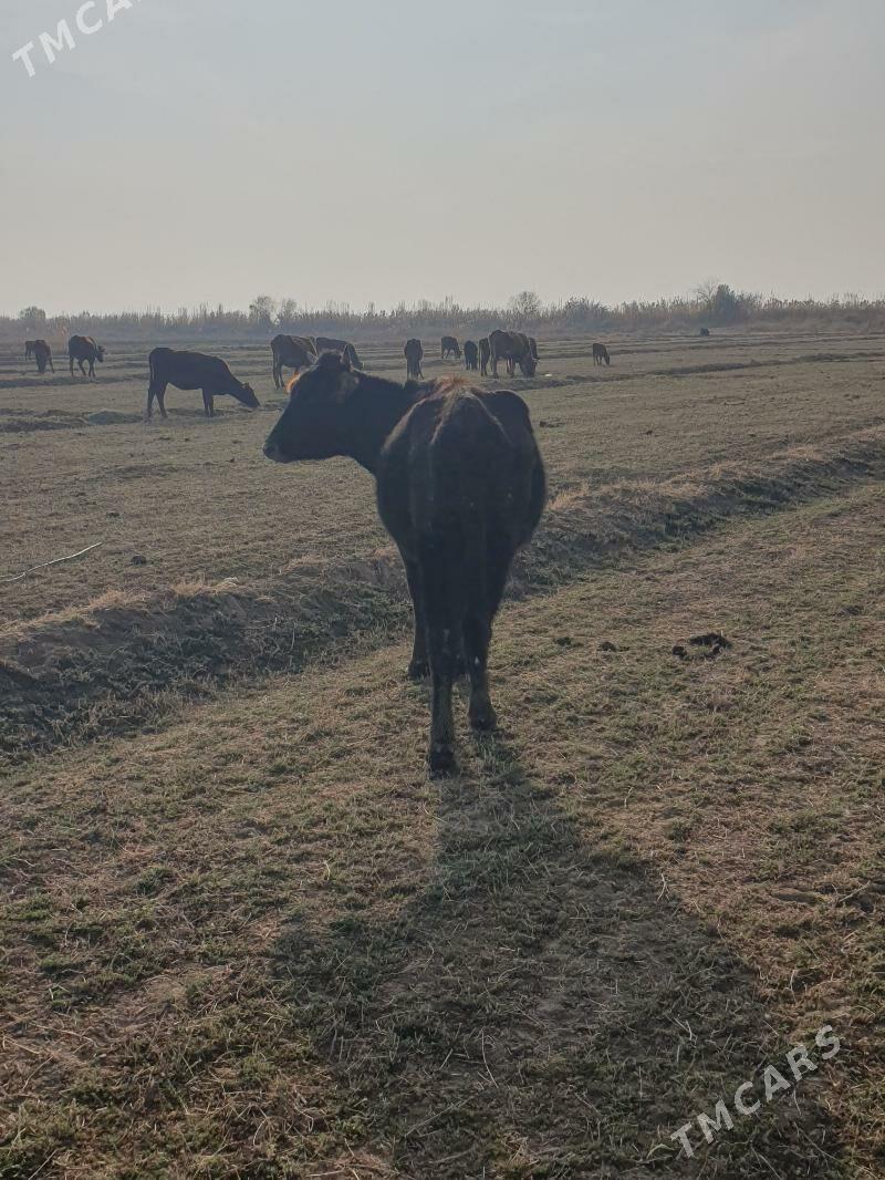 golelisygyr - Векильбазар - img 7