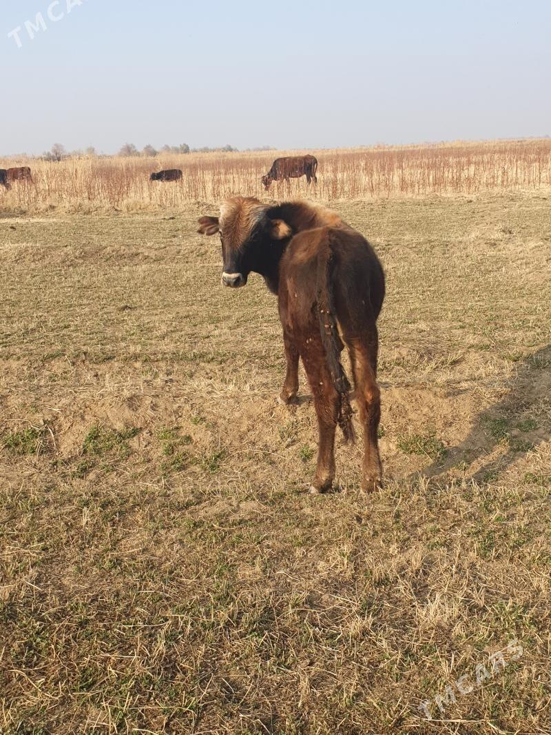 golelisygyr - Векильбазар - img 2