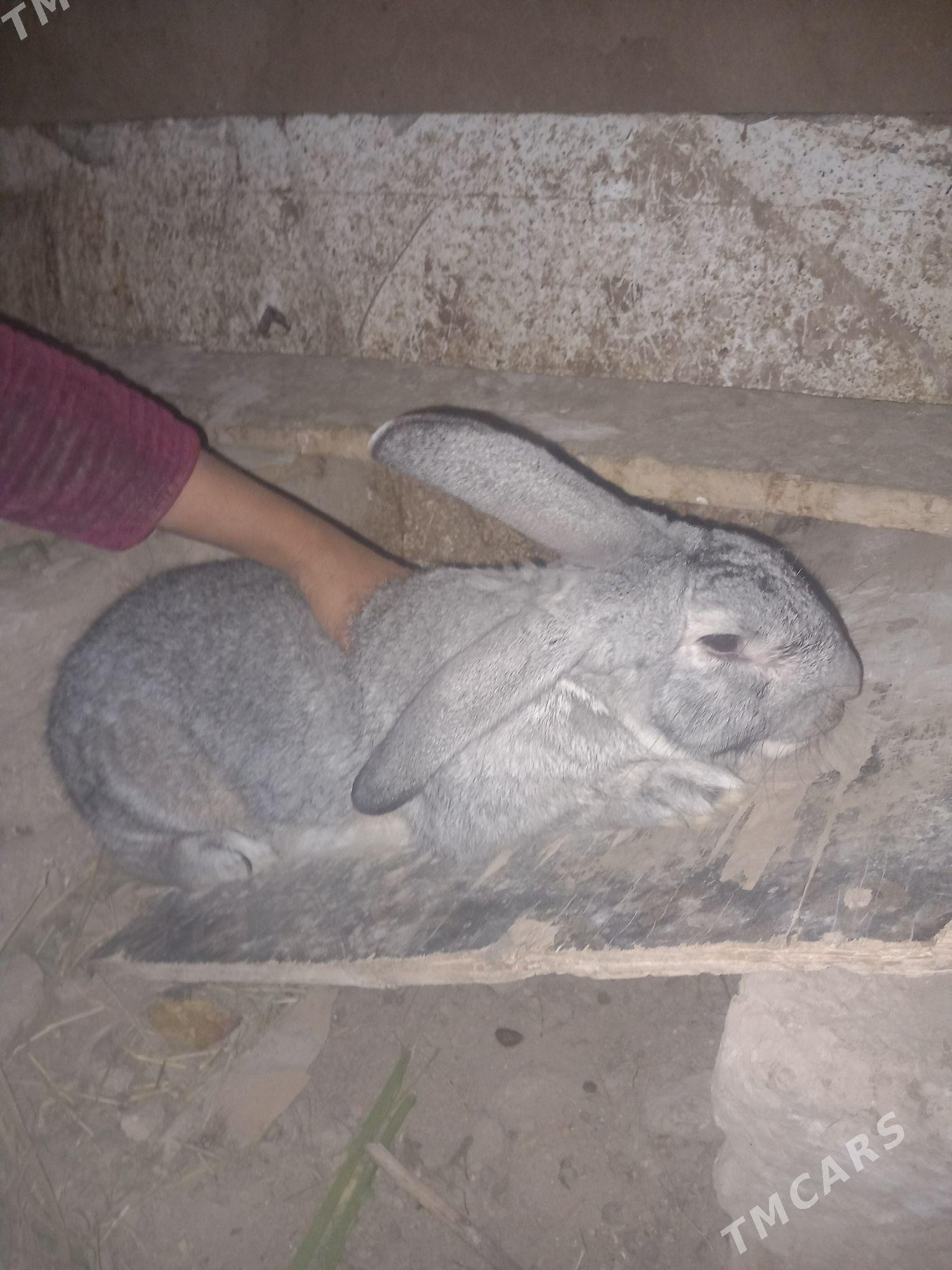 polwelikan - Farap - img 2