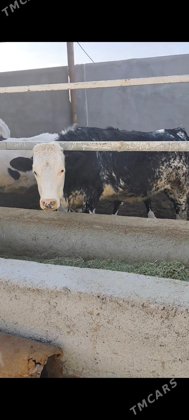 BLU TÛWE - Анев - img 7