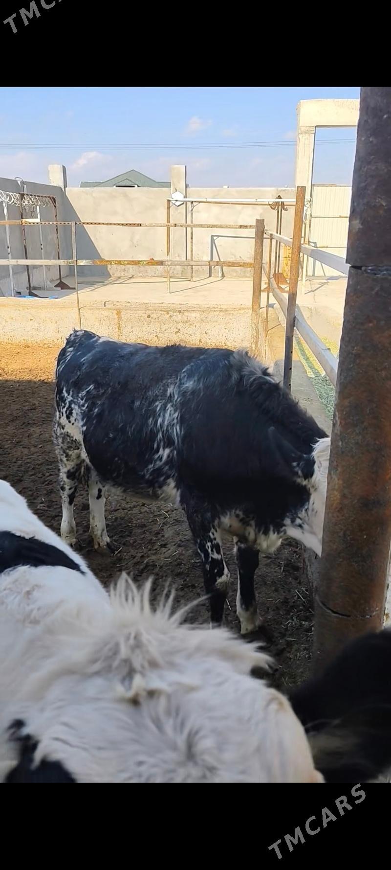 BLU TÛWE - Анев - img 4