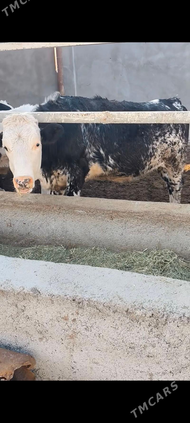 BLU TÛWE - Анев - img 6