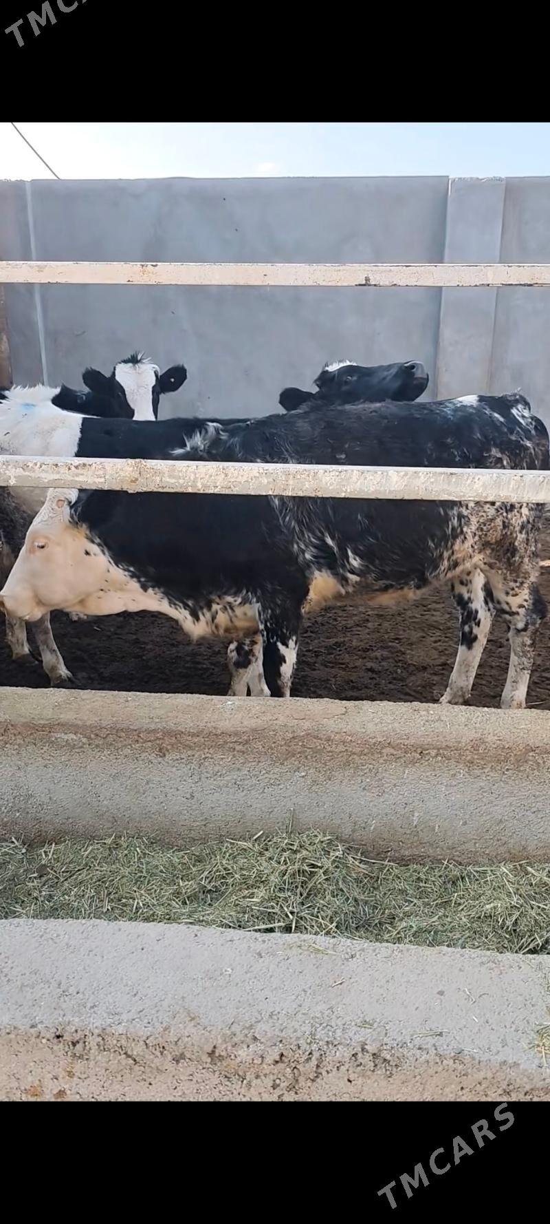 BLU TÛWE - Анев - img 5