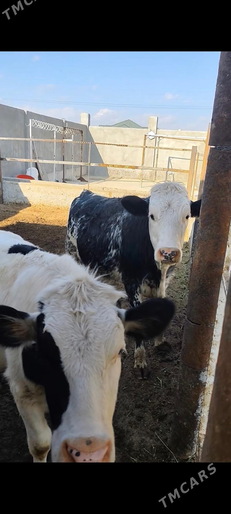 BLU TÛWE - Анев - img 8