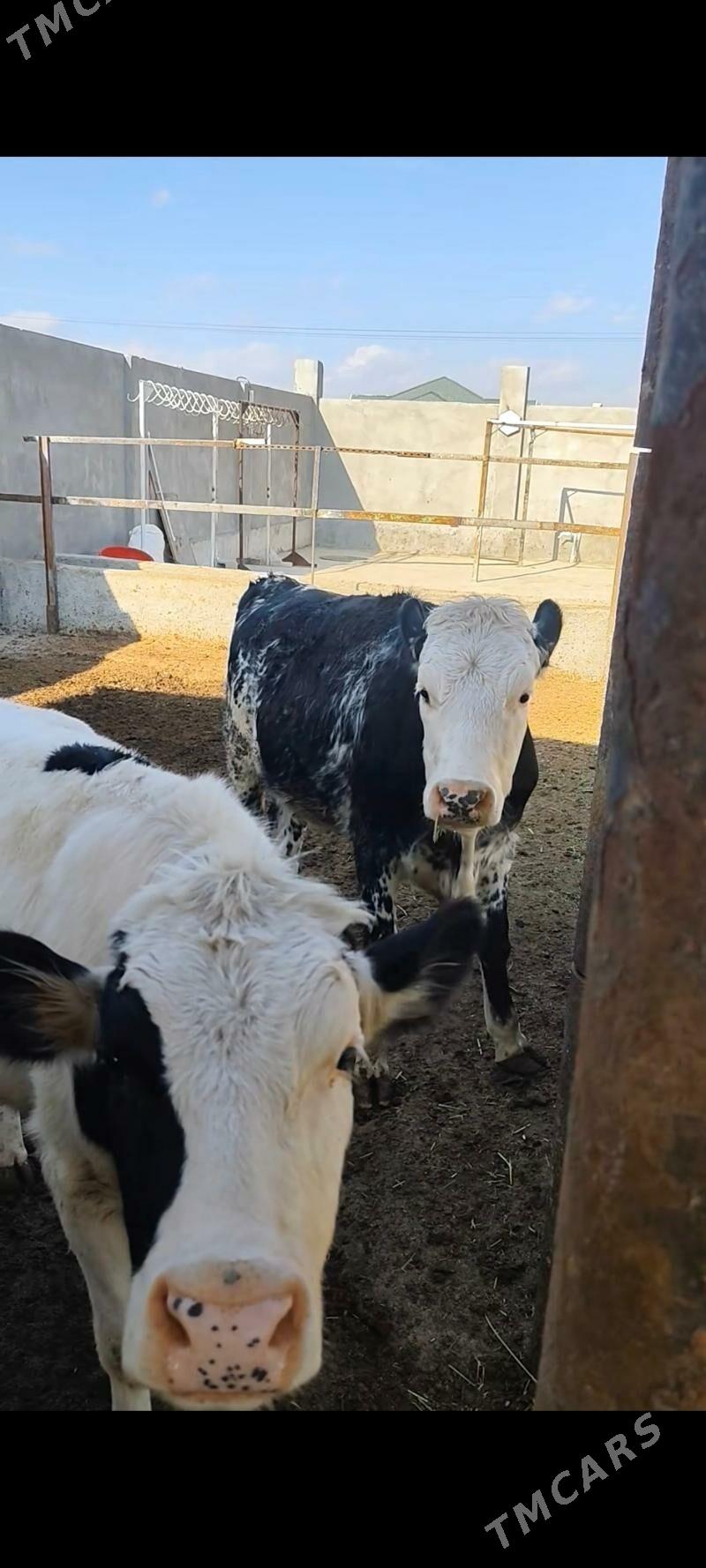 BLU TÛWE - Анев - img 3