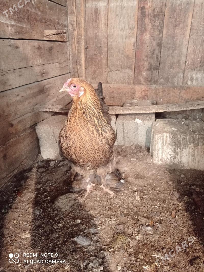 Brama Gold - Türkmenbaşy - img 4