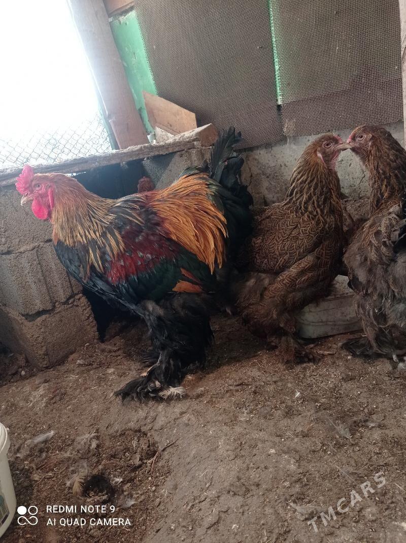 Brama Gold - Türkmenbaşy - img 5